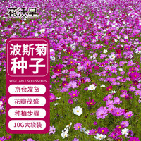 花沃里波斯菊花种子10g约1200粒 花卉种子家庭盆栽花籽阳台办公庭院草籽