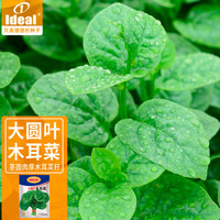 IDEAL理想农业 大圆叶木耳菜种子阳台盆栽庭院爬藤菜籽蔬菜种子15g*1袋