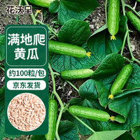 花沃里 满地爬黄瓜100粒/包 蔬菜种子盆栽阳台种菜土四季菜籽阳台庭院种