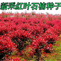 帅轩新釆红叶石楠种子四季常青绿化树种子红罗宾火焰红石楠树种 红叶石楠(火焰红)种子一斤