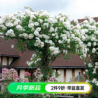 虹越（HONGYUE）2023新品月季盆栽苗 花园庭院藤本灌木月季花卉 藤冰山 1加仑