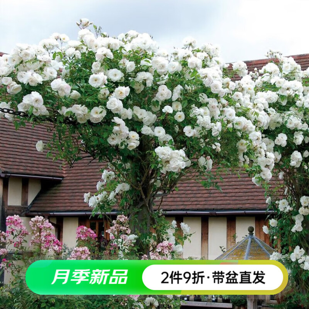 广西一45岁姐姐,2㎡阳台四季“花开”,把日子过成了“诗”