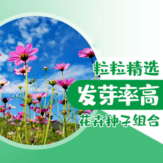 德沃多 DEWODUOFEILIAO 花卉种子套装蔬菜花卉种子四季种籽西瓜草莓太阳花种子种菜籽