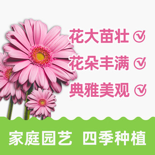 德沃多 DEWODUOFEILIAO 花卉种子套装蔬菜花卉种子四季种籽西瓜草莓太阳花种子种菜籽