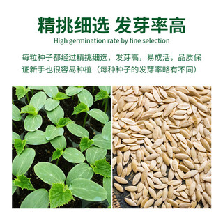 德沃多 DEWODUOFEILIAO 花卉种子套装蔬菜花卉种子四季种籽西瓜草莓太阳花种子种菜籽