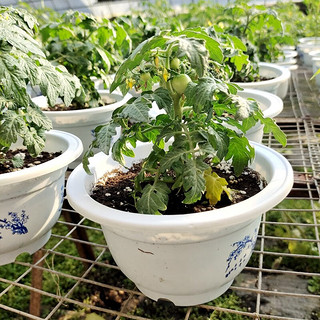 慎思苑菜苗蔬菜苗辣椒苗圣女果小番茄苗西红柿苗黄瓜西瓜草莓秧苗盆栽苗 红圣女果苗10颗+肥料