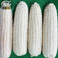 寿禾 水果玉米种子超甜皮薄无渣菜籽 斯达甜220玉米100g*3袋(大规格)