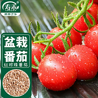 寿禾 盆栽番茄种子矮生红果西红柿蔬菜籽 潍育红珍珠盆栽番茄种子70粒