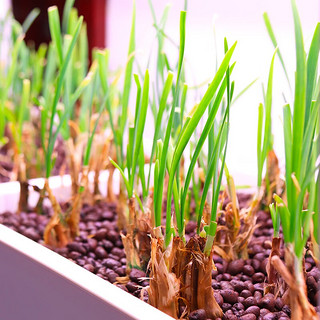 朵咔园艺家庭智能种菜机自动室内多层水培蔬菜种植机无土栽培设备神器植物