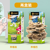 考拉精灵 蘑菇种植包2盒装可食用diy菌包菌棒菌种秀珍平菇新鲜儿童