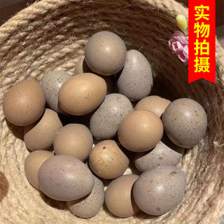 纯白居家宠物小鸡种蛋受精蛋变异宠物观赏鸡蛋可孵化卵