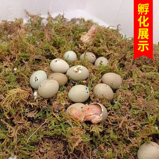 纯白居家宠物小鸡种蛋受精蛋变异宠物观赏鸡蛋可孵化卵