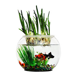 易萌 小鱼缸 金鱼缸 小型桌面创意鱼缸 圆形玻璃鱼缸20cm