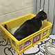 柳绿 塑料周转箱可以养龟养猫可以做收纳箱可做过滤箱