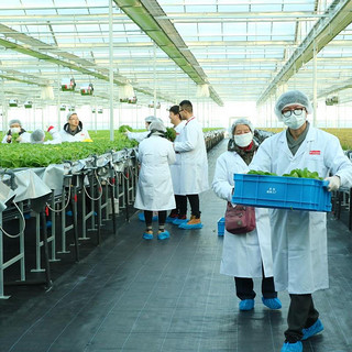 定期购 京东植物工厂 高品质叶菜 母婴家庭装 6种新鲜叶菜 净菜 共2.5斤/期 现采现发