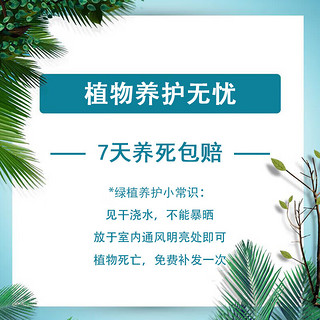 苏墨的墨 薄荷盆栽玻璃盆新鲜薄荷叶室外好养公室桌面易活植物 薄荷玻璃盆