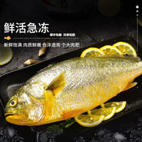 SHIXIAOLU 拾小鹿 新鲜速冻大黄鱼400g-500g(1条装)