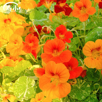 寿禾 shouhe 旱金莲种子花籽盆栽室内室外阳台种植 寿艺旱金莲混色种子150粒