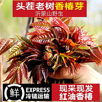 山胖子香椿芽新鲜红香椿芽嫩芽新鲜蔬菜野菜现摘现发 新鲜红香椿半斤