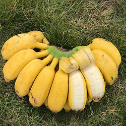 龙觇  苹果蕉  广西当季新鲜水果香蕉芭蕉 苹果蕉  5斤净重装