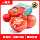 一颗大 粉番茄沙瓤水果西红柿新鲜自然熟非普罗旺斯西红柿生吃