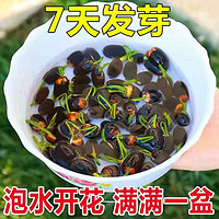 欧悟 四季碗莲 混色种子30粒+盆+营养液+水晶珠
