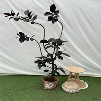 鸿信造型橡皮树黑金刚Ficus室内大型盆栽绿植客厅ins风网红植物
