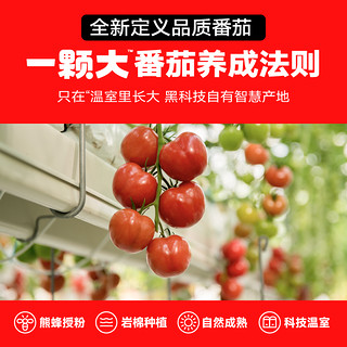 红心番茄沙瓤西红柿新鲜自然熟水果西红柿生吃小番茄