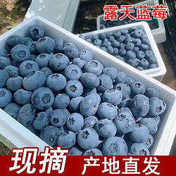 精选大果蓝莓125g*12盒单果15mm+