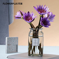 FlowerPlus 花加 紫色睡莲10枝产地直发生活鲜花室内办公室桌面装饰鲜花