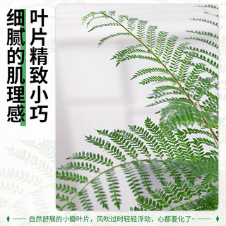 蓝花楹树苗办公室绿植室内盆栽桌面好养客厅小众的电视柜旁边绿植