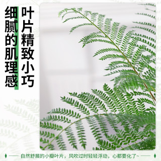 蓝花楹树苗办公室绿植室内盆栽桌面好养客厅小众的电视柜旁边绿植