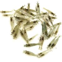 荣郁 黑壳虾米虾水草缸除藻清洁工具虾淡水河虾观赏虾宠物活体饲料 50只送50只防损