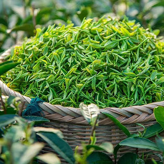 澳康华 龙井明前龙井绿茶茶叶新茶春茶茶叶浓香型茗茶礼盒装 口粮级龙井礼盒装 250g