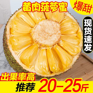 亿喜农海南菠萝蜜一整个当季孕妇新鲜热带水果干苞黄肉波罗蜜整箱超香甜 20-25斤优选