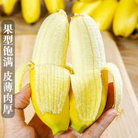 壹亩地瓜 正宗广西小米蕉香蕉10斤新鲜水果整箱当季鲜苹果蕉自然熟粉蕉包邮