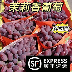 正宗东北茉莉香葡萄新鲜采摘3-3.5斤整串4~6串装包邮郁金香葡萄