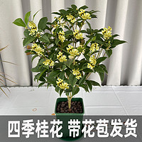 木有枝 四季常青桂花盆栽花带花苞发货带香味室内阳台庭院好养盆栽花植物