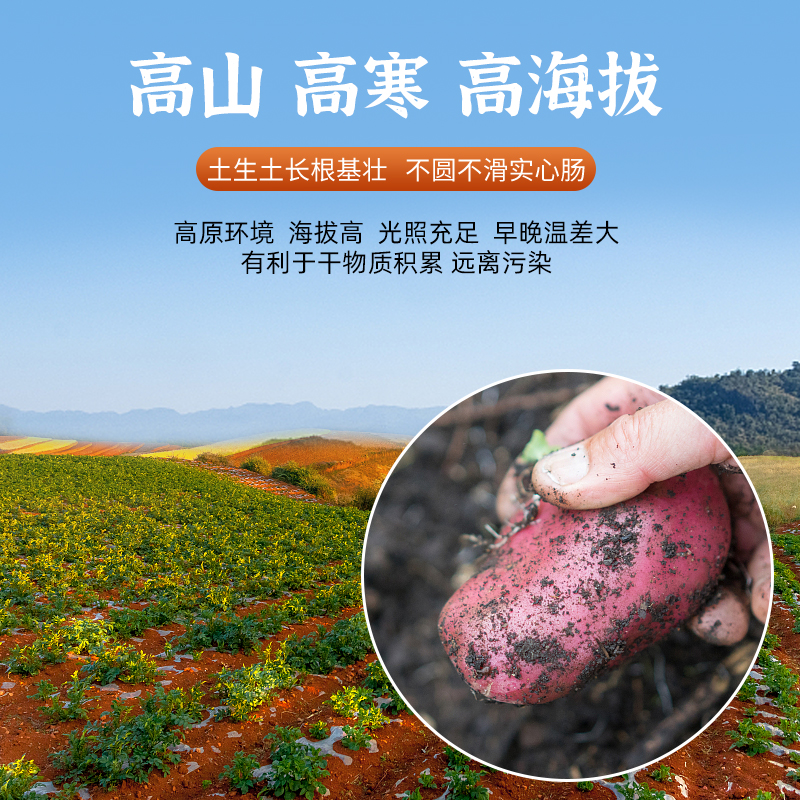 神农架高山红皮土豆5斤农家自种 正宗天然土豆粉糯马铃薯新鲜洋芋