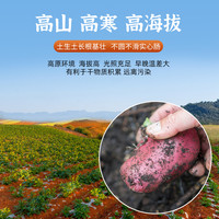 神农架高山红皮土豆5斤农家自种 正宗天然土豆粉糯马铃薯新鲜洋芋