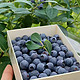  精选蓝莓 125g*12盒 单颗12-15mm+　
