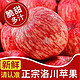 百果捞铺子   正宗洛川冰糖心红富士苹果当季水果新鲜脆甜 烟台苹果10斤小果