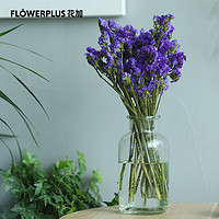 FlowerPlus 花加 产地直发勿忘我300g颜色随机居家办公桌面装饰美观生活鲜切花