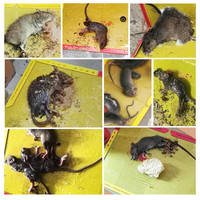 老鼠贴强力粘鼠板捉胶粘大老鼠抓灭鼠笼捕鼠夹神器家用一窝端50张