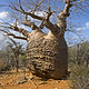 非洲面包树种子 猴面包树种子树籽 包邮
