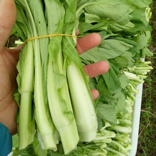 寿禾shouhe 广东四九菜心种子秋季四季蔬菜种孑菜籽籽 四九菜心种子100g装