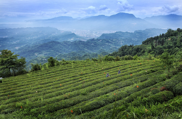 近峰峡熊猫基地!全程不加价!四川雅安皇冠假日酒店 高级山景大床房2晚连住+双早