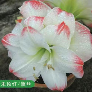 对版朱顶红开花球花后球