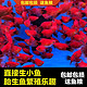 JINGDONG 京东 热带观赏鱼米奇鱼怀孕鱼胎生鱼下崽孔雀鱼糖果斑马鱼淡水小鱼好养 1.5cm-2cm红米奇5条备损5共10条