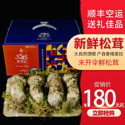 森吉尼达 香格里拉新鲜松茸 未开伞5-5.5cm  500g松茸尝鲜装